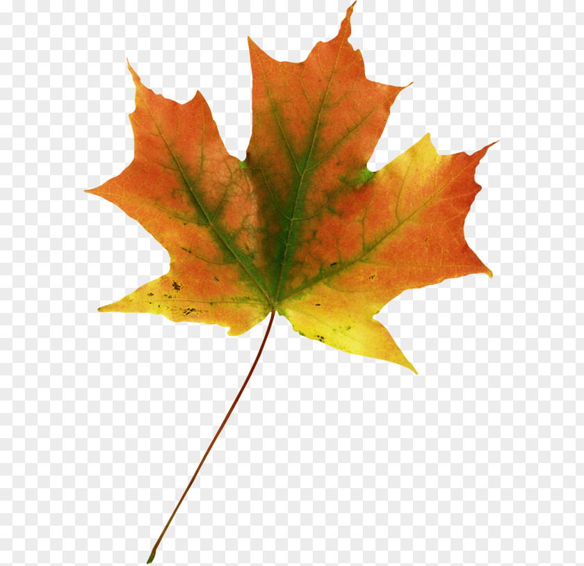 Leaf Maple Autumn Leaves PNG