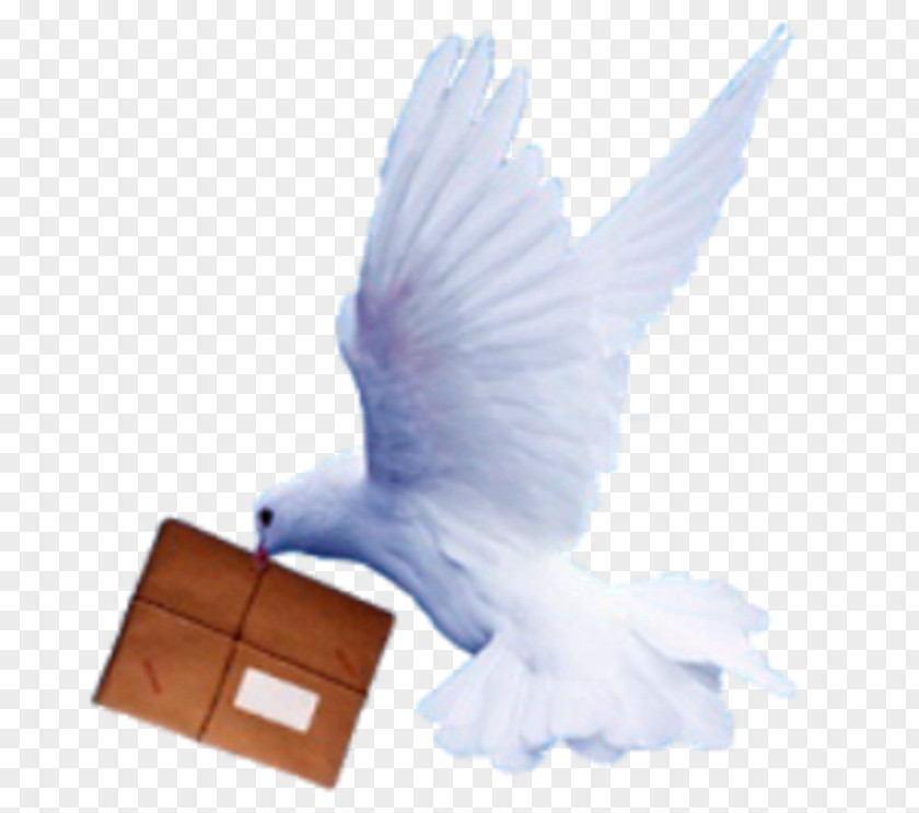 Love Dove Homing Pigeon Mail Typical Pigeons Letter PNG