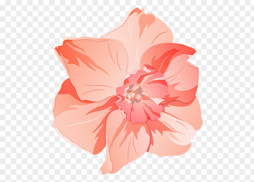 Paul W S Anderson Hibiscus Pink M Family Herbaceous Plant PNG