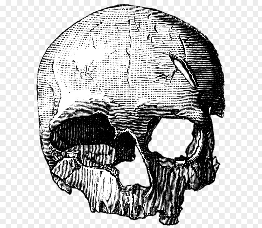 Skull Cro-Magnon Drawing Bone PNG