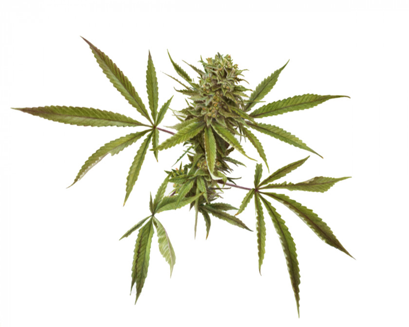 Cannabis Sativa Marijuana Medical PNG