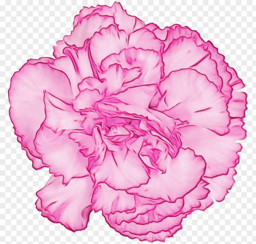 Chinese Peony Rose PNG