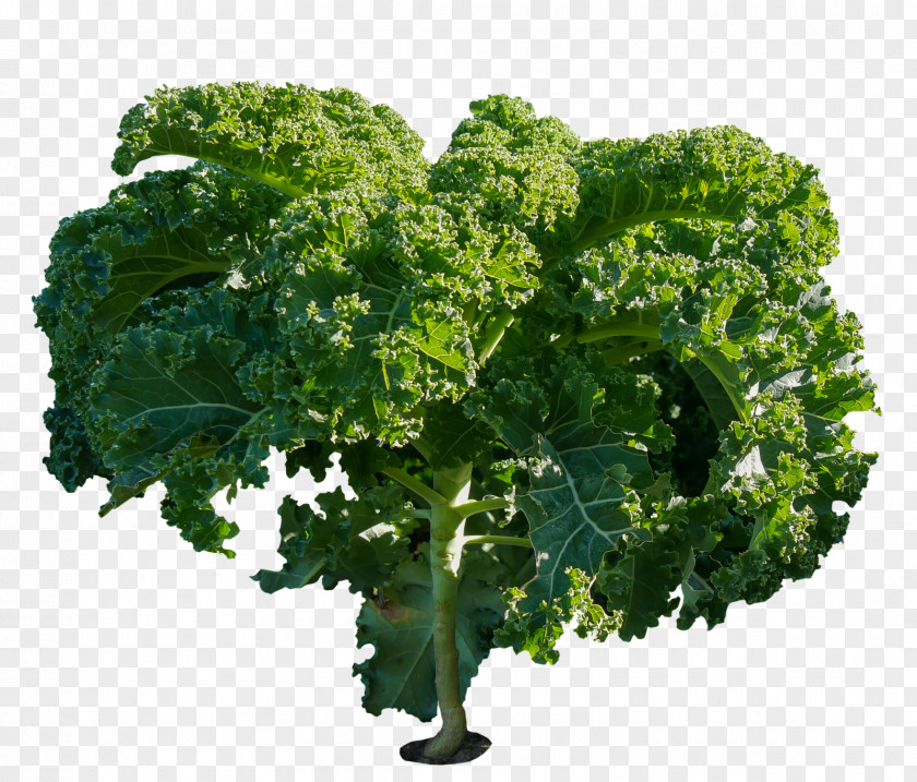 Kale Food Vegetable Cabbage Health PNG