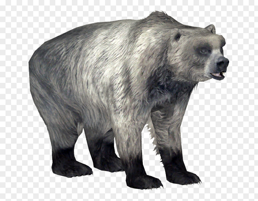 Polar Bear Zoo Tycoon 2 Kodiak Grizzly Ursus Maritimus Tyrannus PNG
