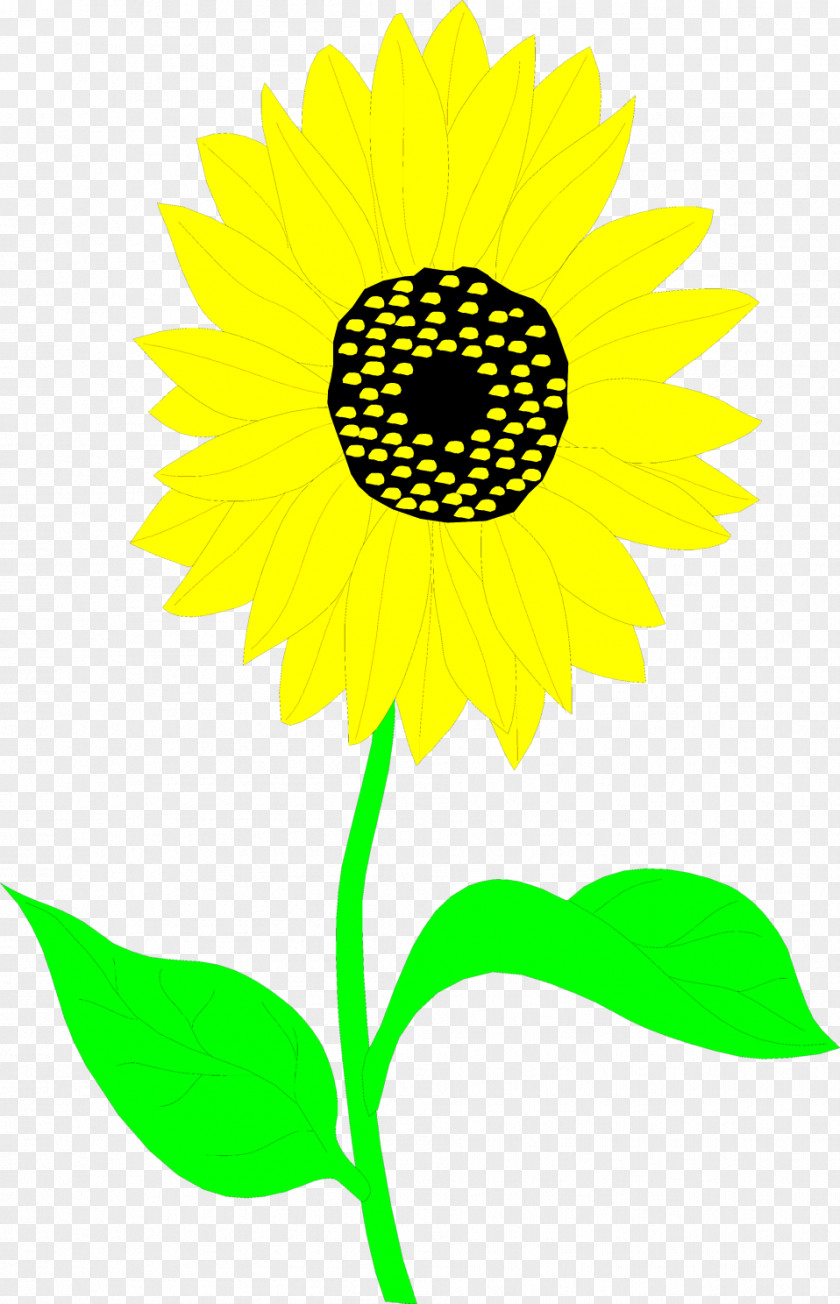 Sunflowers Common Sunflower Drawing Clip Art PNG