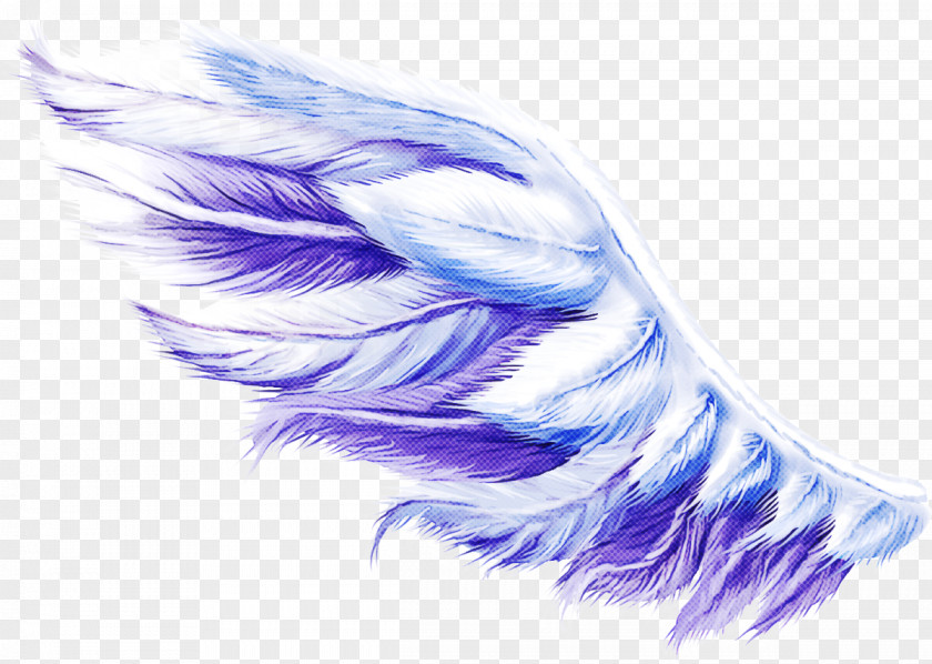 Feather PNG