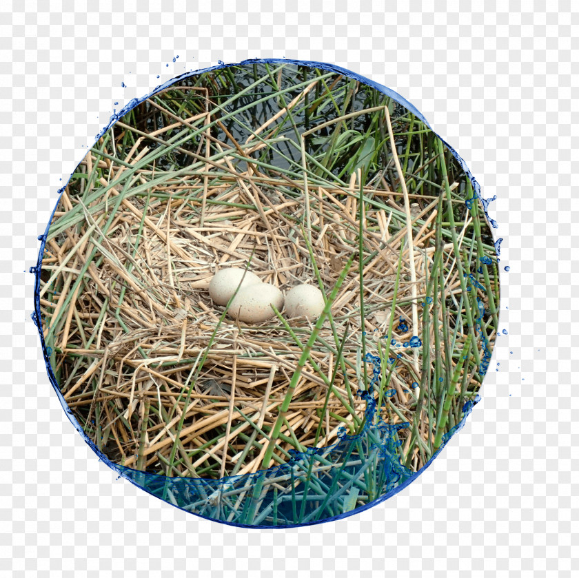 Bird Nest NEST+m PNG