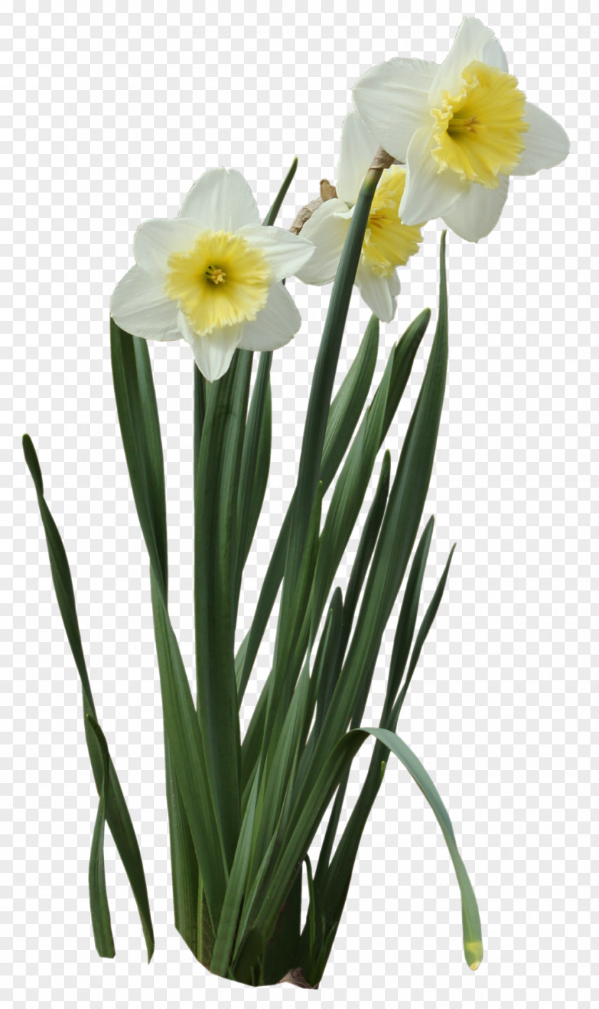 Daffodils Picture Narcissus Pseudonarcissus Tazetta I Wandered Lonely As A Cloud PNG