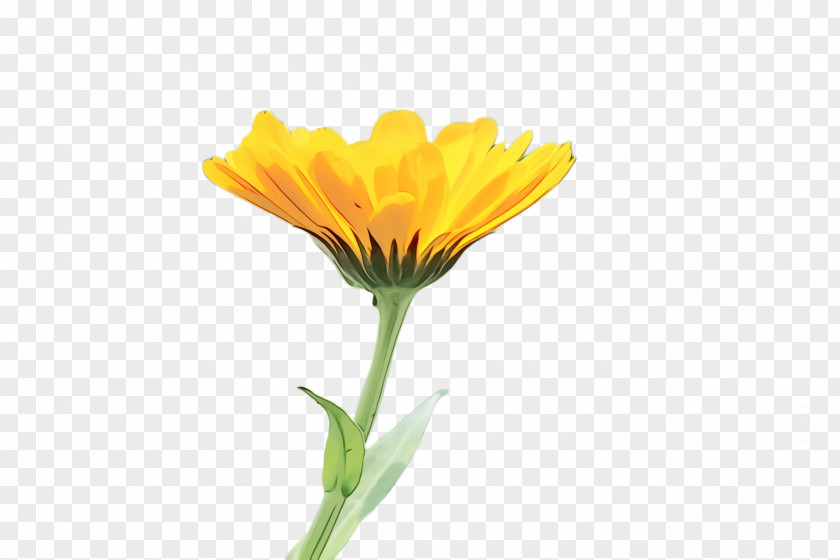 Daisy Family Field Marigold Flowers Background PNG