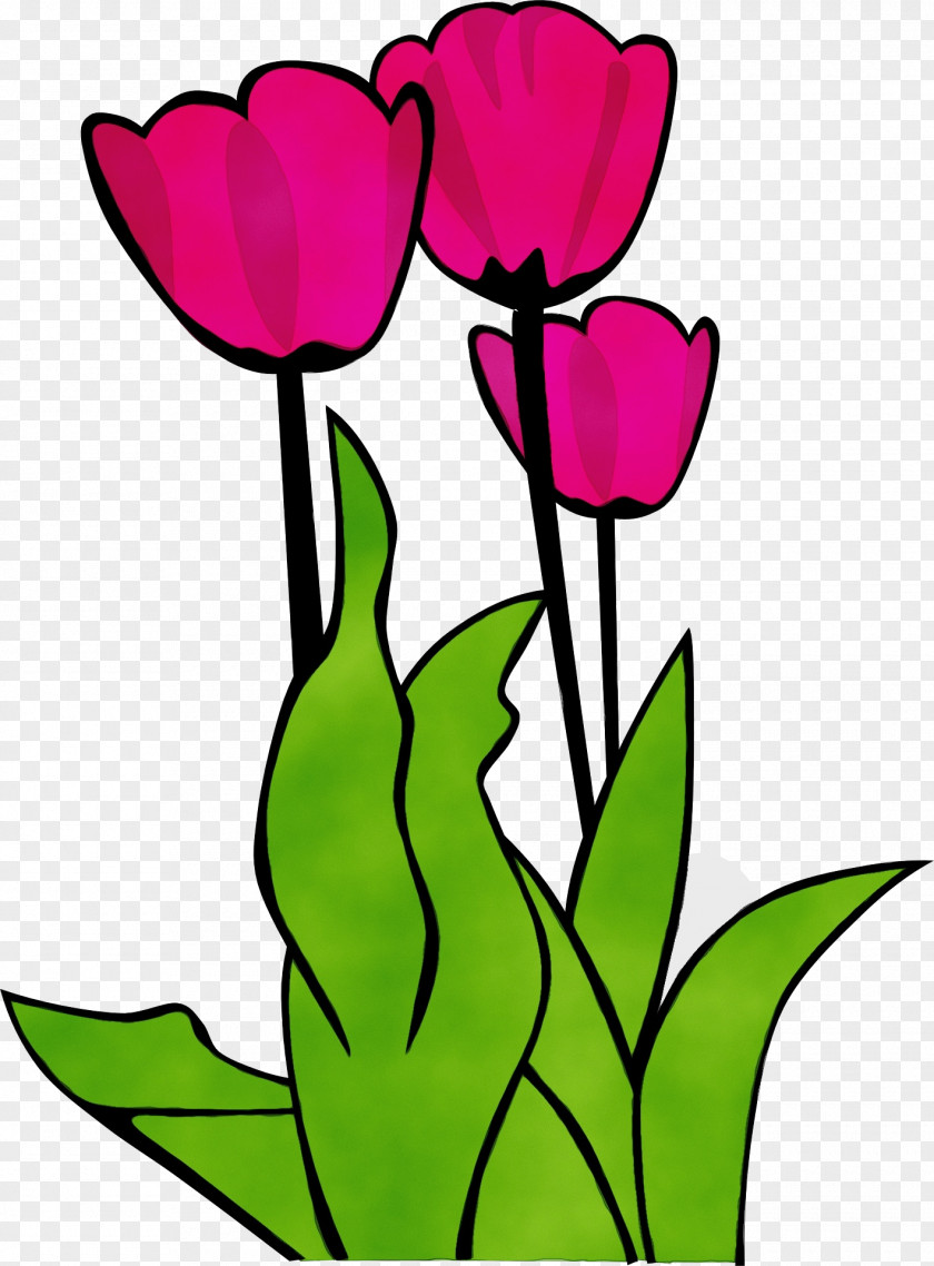 Flower Tulip Petal Pink Plant PNG