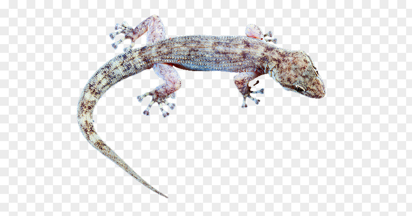Gila Monster Gecko Terrestrial Animal Heloderma PNG
