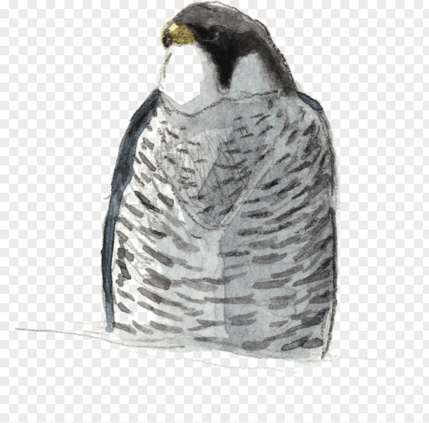Owl Flightless Bird Hawk Beak PNG