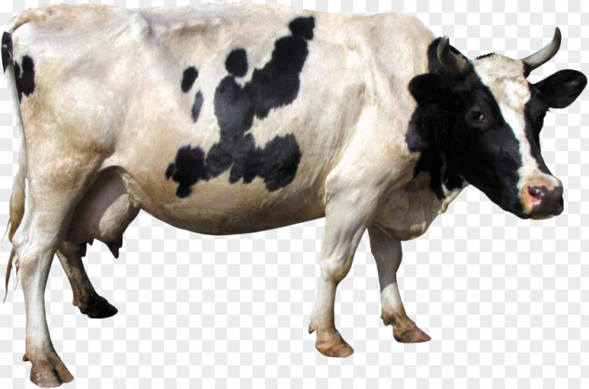 Animal Background. Holstein Friesian Cattle Dairy Gyr Clip Art PNG