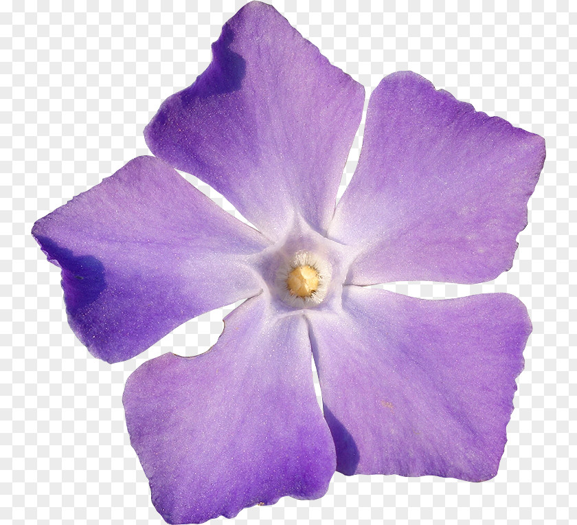 Flower Periwinkle Violet PNG
