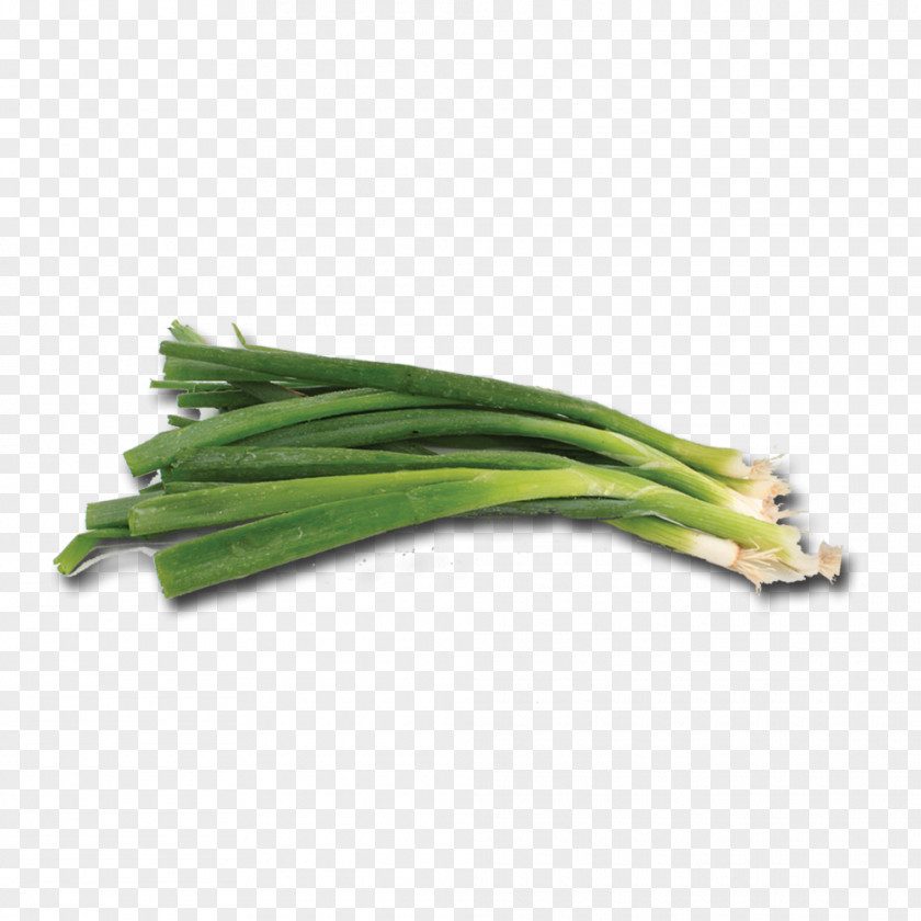 Green Onion Allium Fistulosum Welsh Cuisine PNG