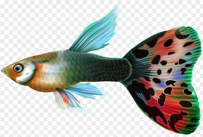 Lovely Fish Guppy Desktop Wallpaper Clip Art PNG