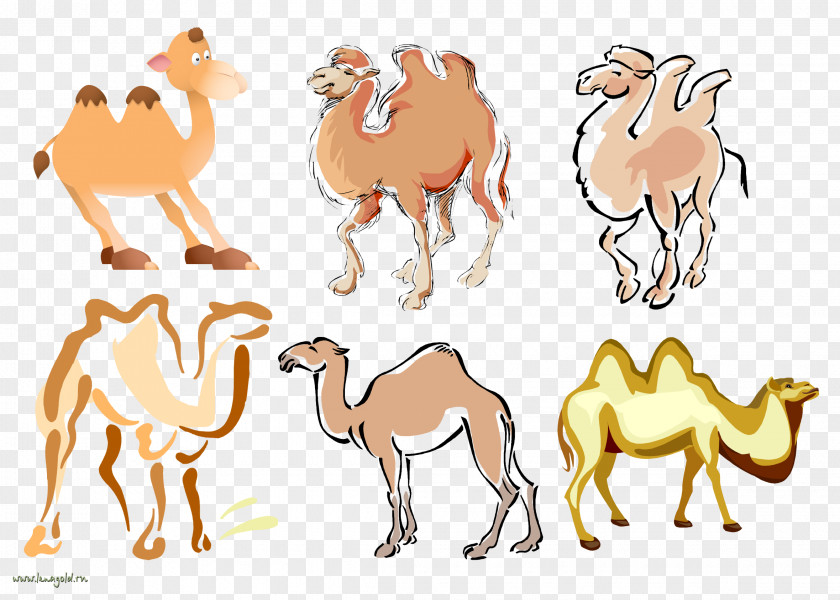 Dromedary Drawing Photography Clip Art PNG