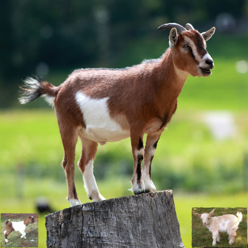 Goat Farming Caprinae Sheep Meat PNG