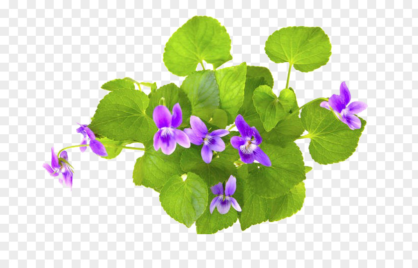 Violet Stock Photography PNG