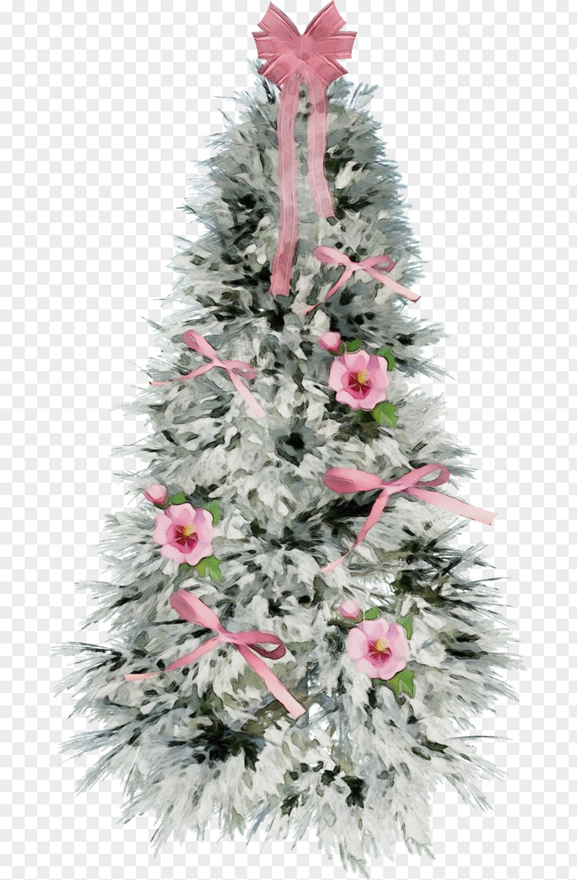 Woody Plant Balsam Fir Christmas Tree PNG