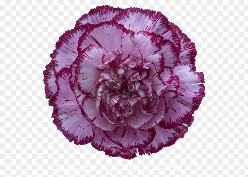 CARNATION Carnation Purple Violet Glass PNG