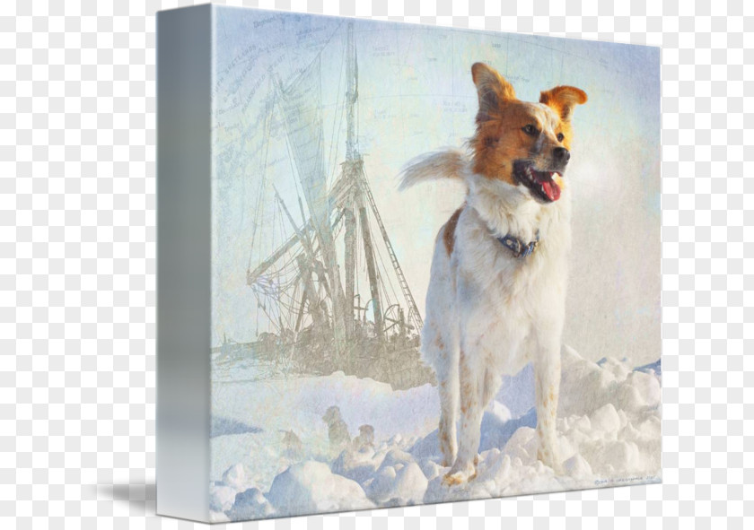 Dog In Kind Breed Icelandic Sheepdog Painting PNG