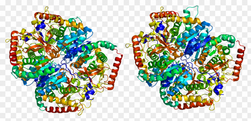 Lactate Dehydrogenase A Lactic Acid Protein PNG