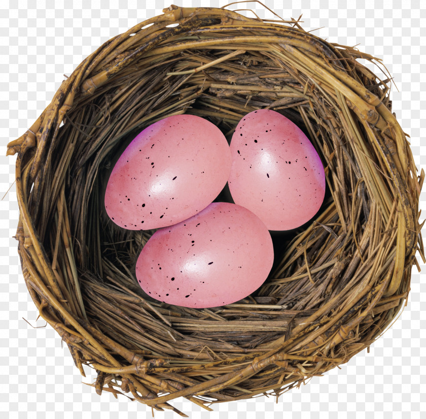 Nest Bird Deviled Egg PNG
