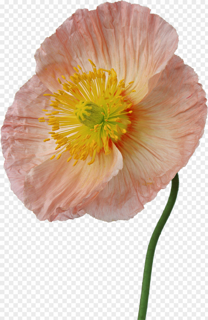 Poppy Flower Photography Painting PNG