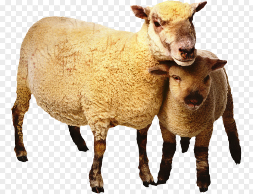 Suffolk Sheep Boer Goat Scottish Blackface Cattle Clip Art PNG