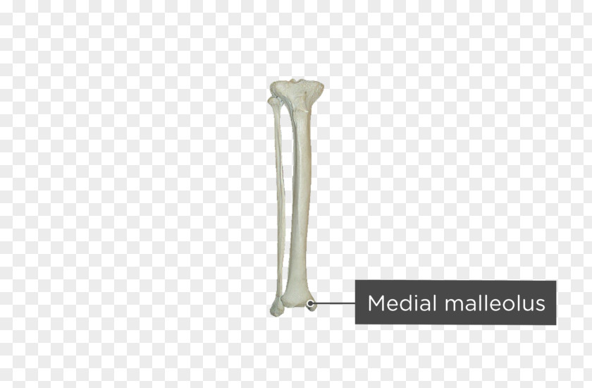 Tibia Bone Fibula Human Skeleton Malleolus PNG
