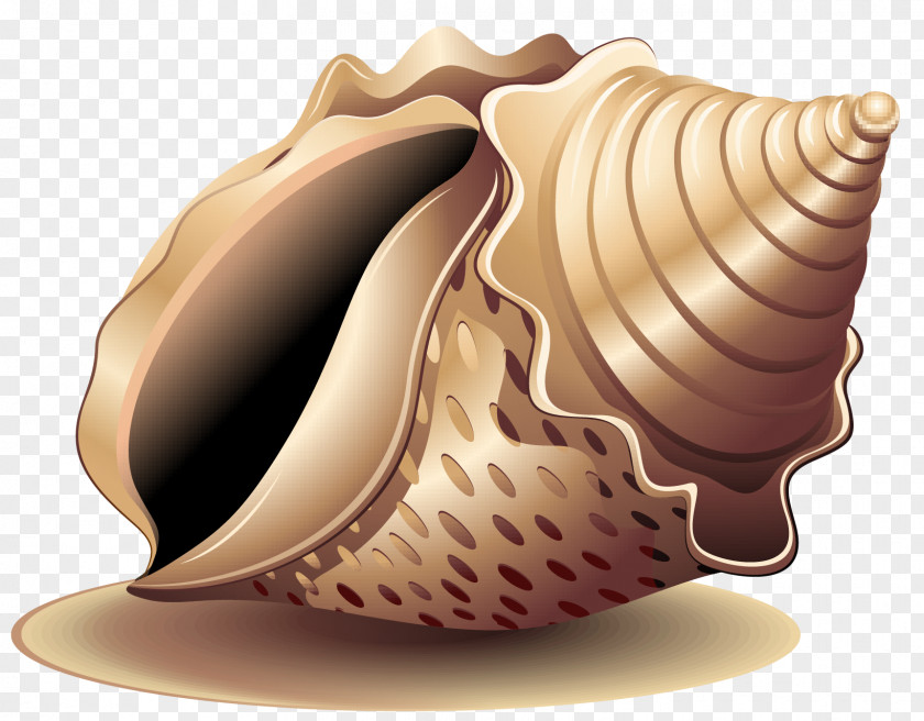 Vector Painted Conch Sea Snail Seashell PNG