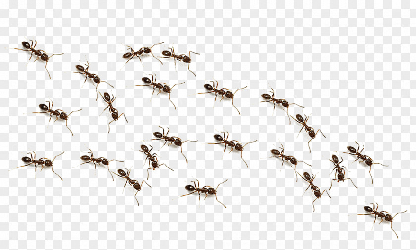 Ants The Insect PNG