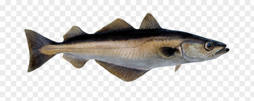 Fish Norway Pollack Pollock Atlantic Cod PNG