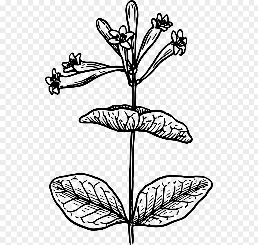 Honeysuckle Black And White Drawing Lonicera Morrowii Flower Clip Art PNG