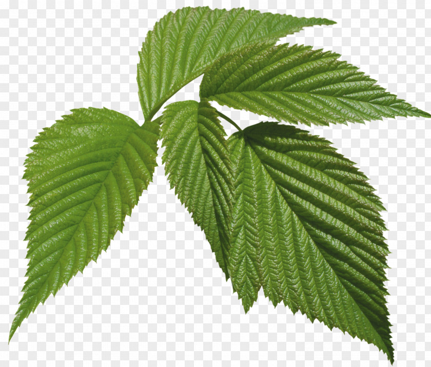 Leaf Hemp Tree Family M Invest D.o.o. PNG