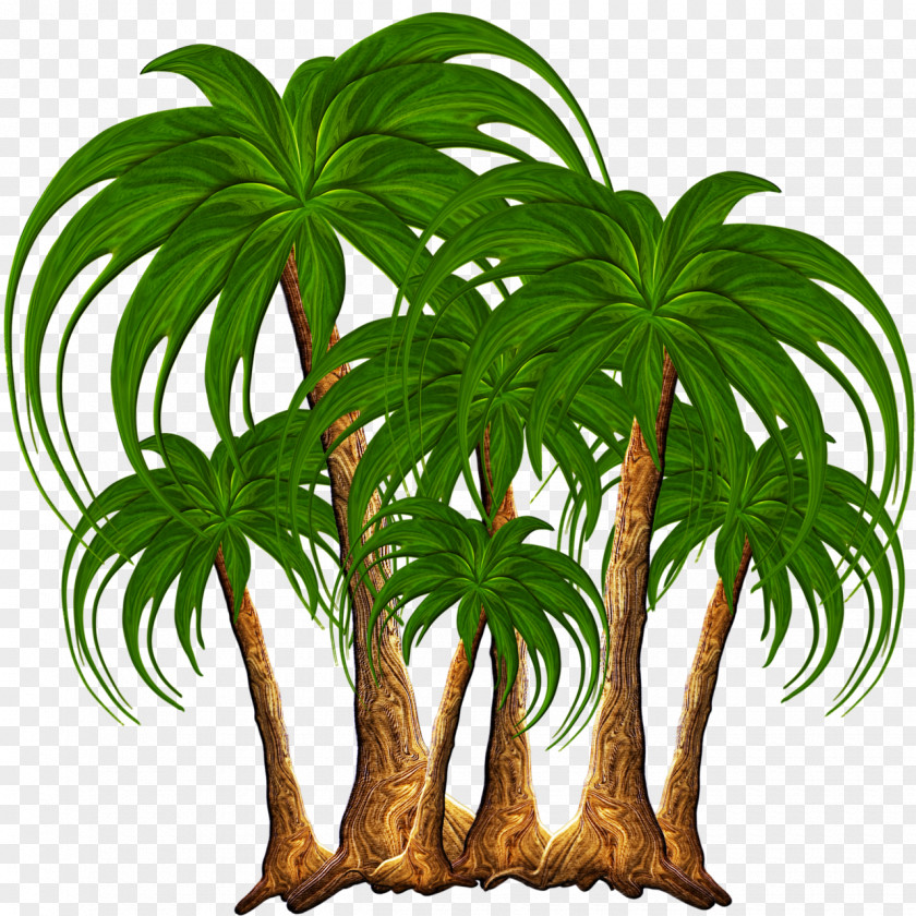 Palm Tree Nature Clip Art PNG