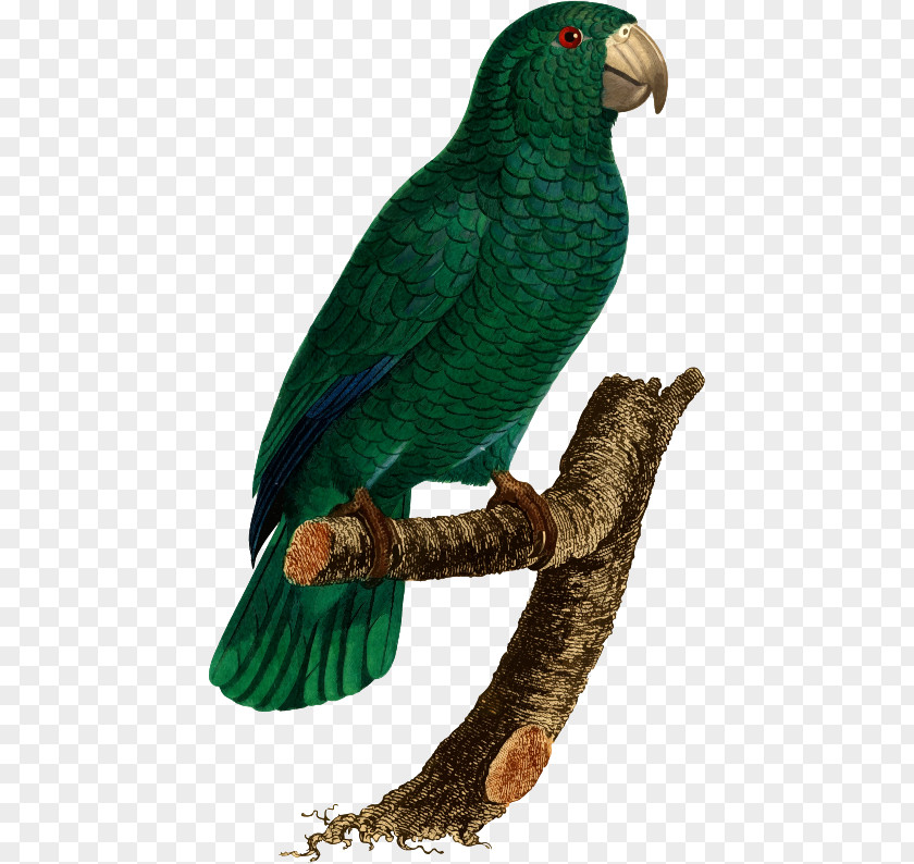 Parrot Budgerigar Histoire Naturelle Des Perroquets Lovebird PNG