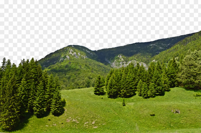 Conifers Tropical And Subtropical Coniferous Forests Mount Scenery Vegetation Temperate Forest PNG