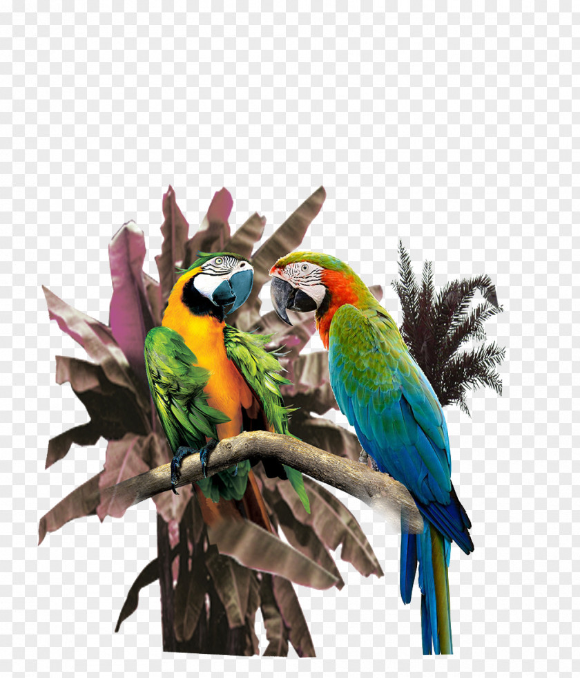 Parrot Print Printing Illustration PNG