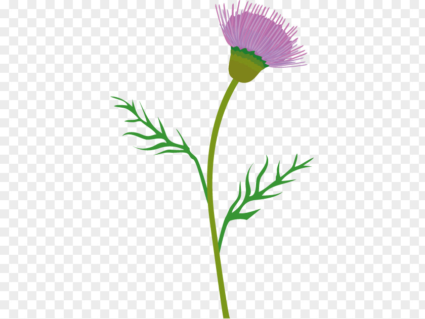 Thistle Clipart Clip Art Spear Creeping Vector Graphics PNG
