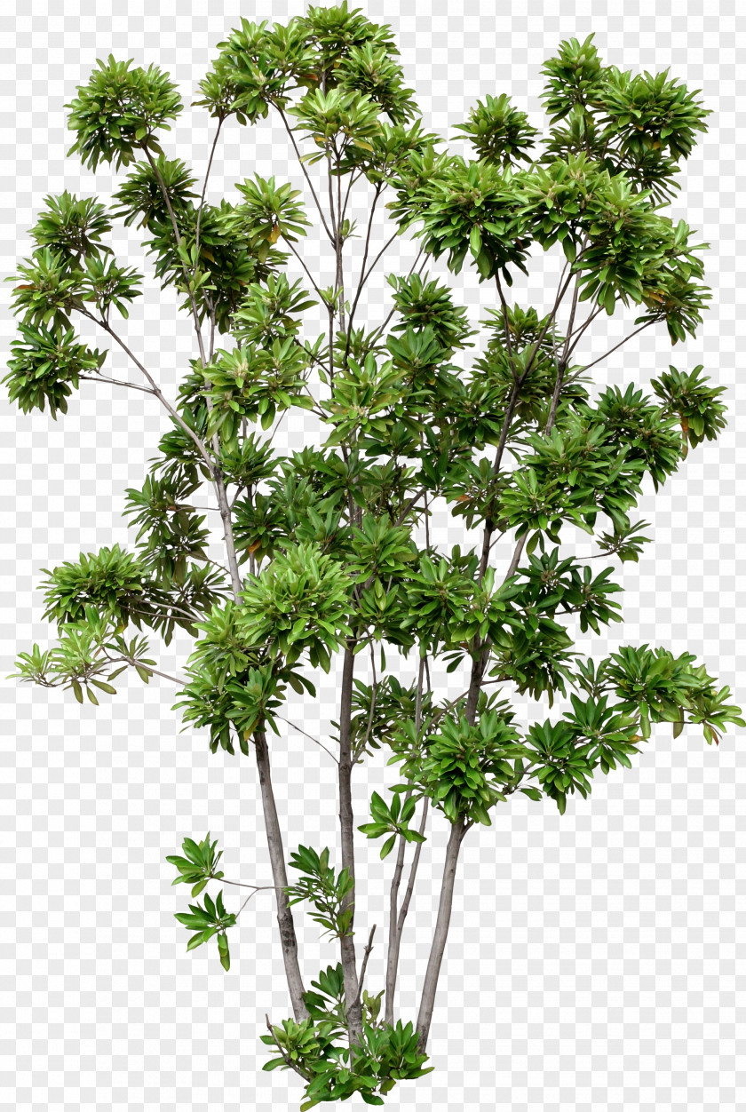 Tree Building House Lithocarpus Edulis Design PNG