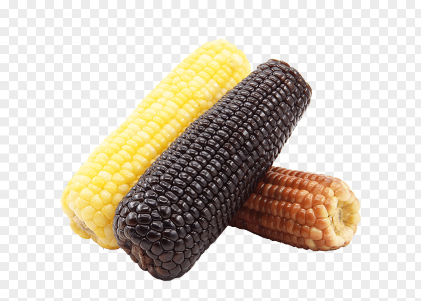 Tricolor Corn Cob On The Waxy Organic Food Pudding Corncob PNG