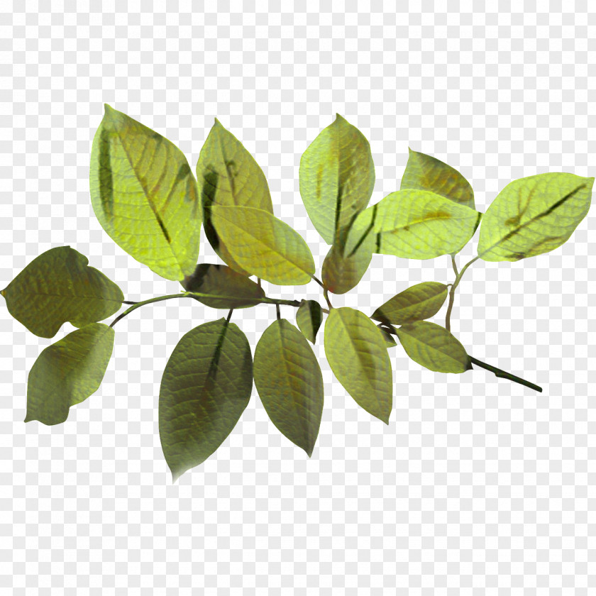 Branch Woody Plant Twig Background PNG