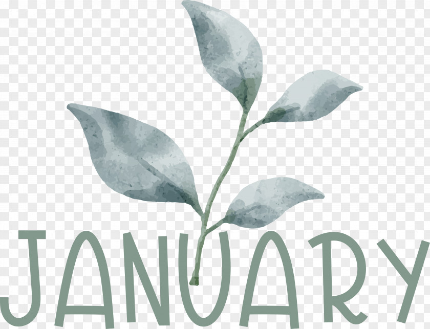 Leaf Font Meter Science Biology PNG