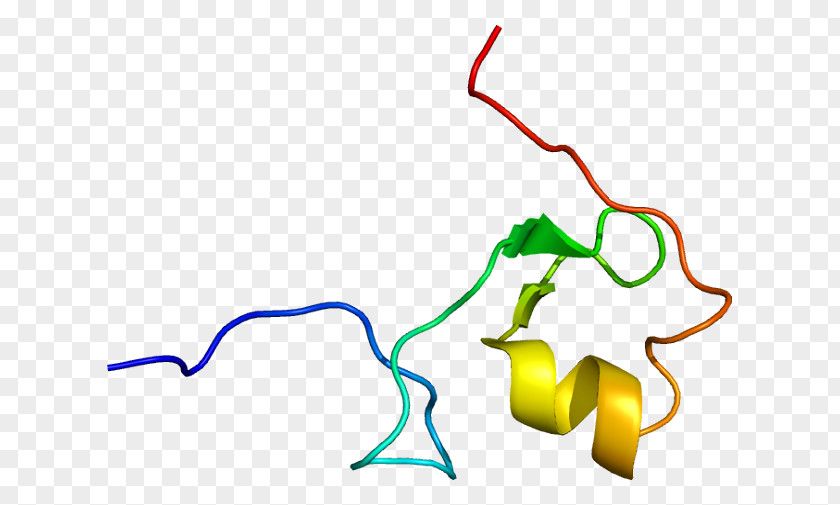 Microrna MID1 Ring Finger Protein 5 Pseudogene 1 RNF5P1 PNG