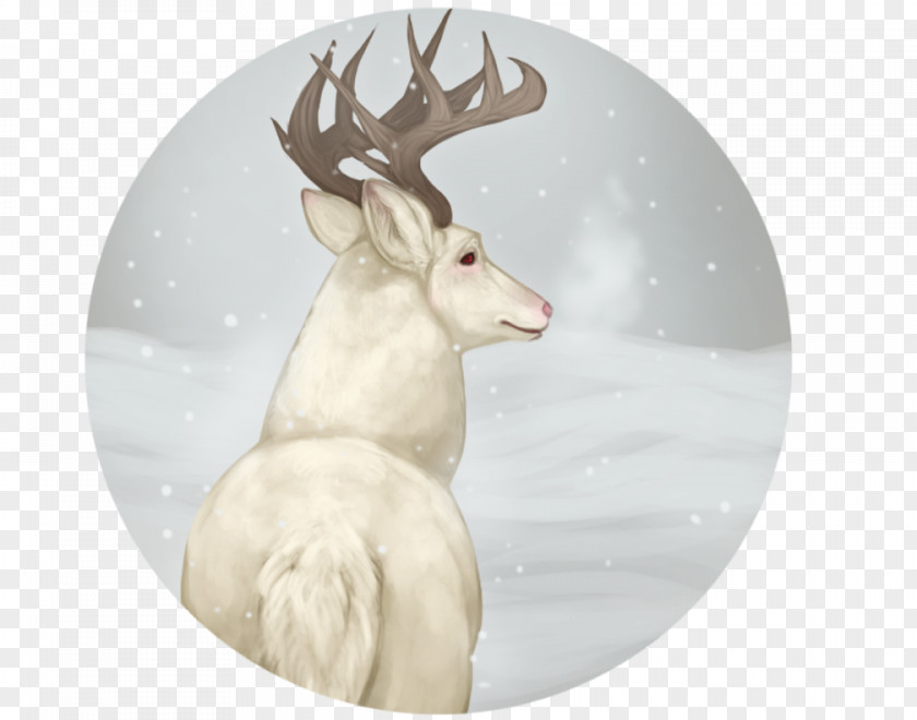 White Rabbit Reindeer Antler Mammal Animal PNG