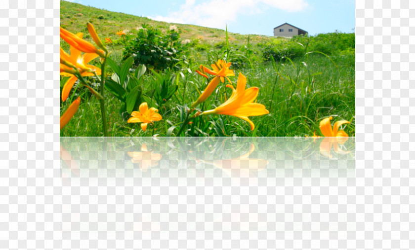 Computer Meadow Desktop Wallpaper Wildflower Herb PNG