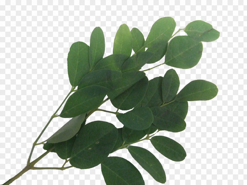 Moringa Leaf Plant Stem Tree PNG