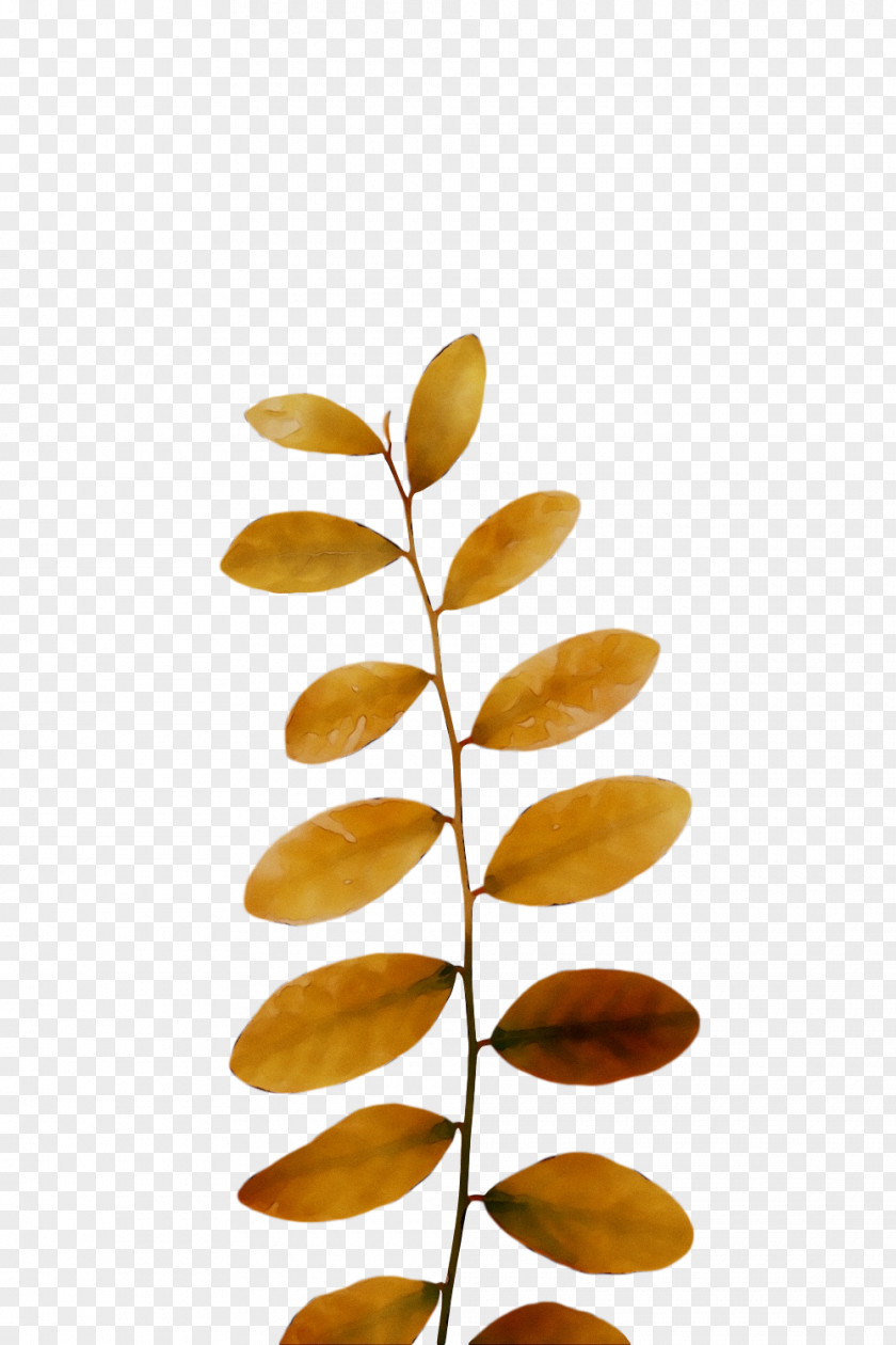 Product Design Leaf PNG